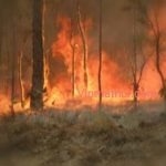 Australia fire, fire in the Australia, fire in the Australia 2020, fire in the forest of Australia