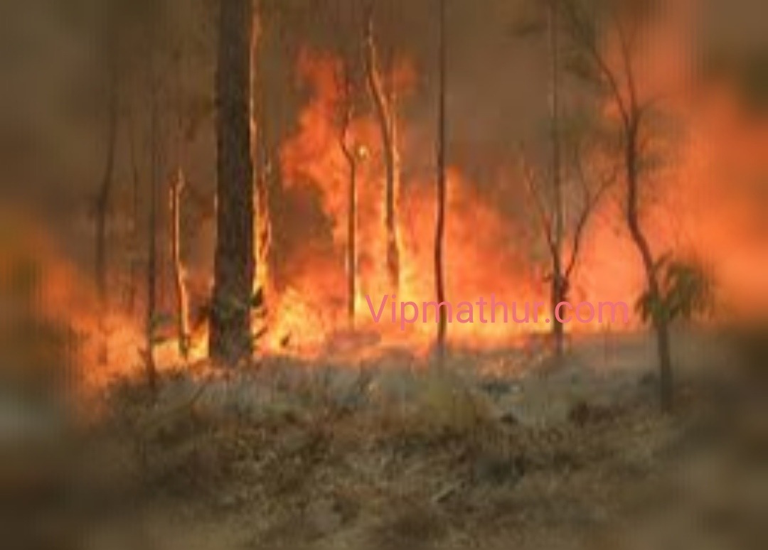 Australia fire, fire in the Australia, fire in the Australia 2020, fire in the forest of Australia