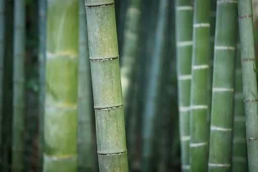 Start the business of bamboo bottle, lamp or crockery