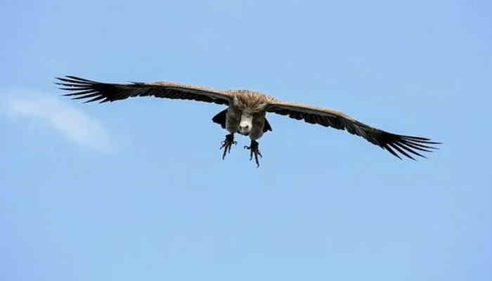 Rüppell’s Griffon Vulture